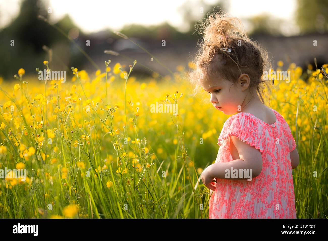 A young girl in a pink dress stood in buttercup flowers Stock Photo