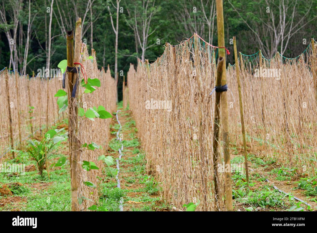 Bamboo trellis net on agricultural field Stock Photo