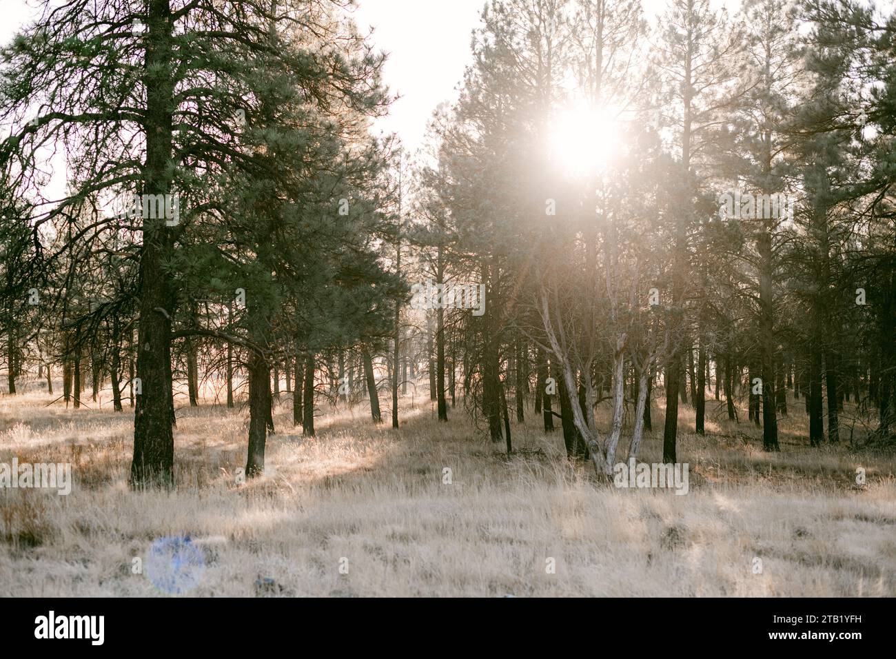 Visit in the morning hi-res stock photography and images - Alamy