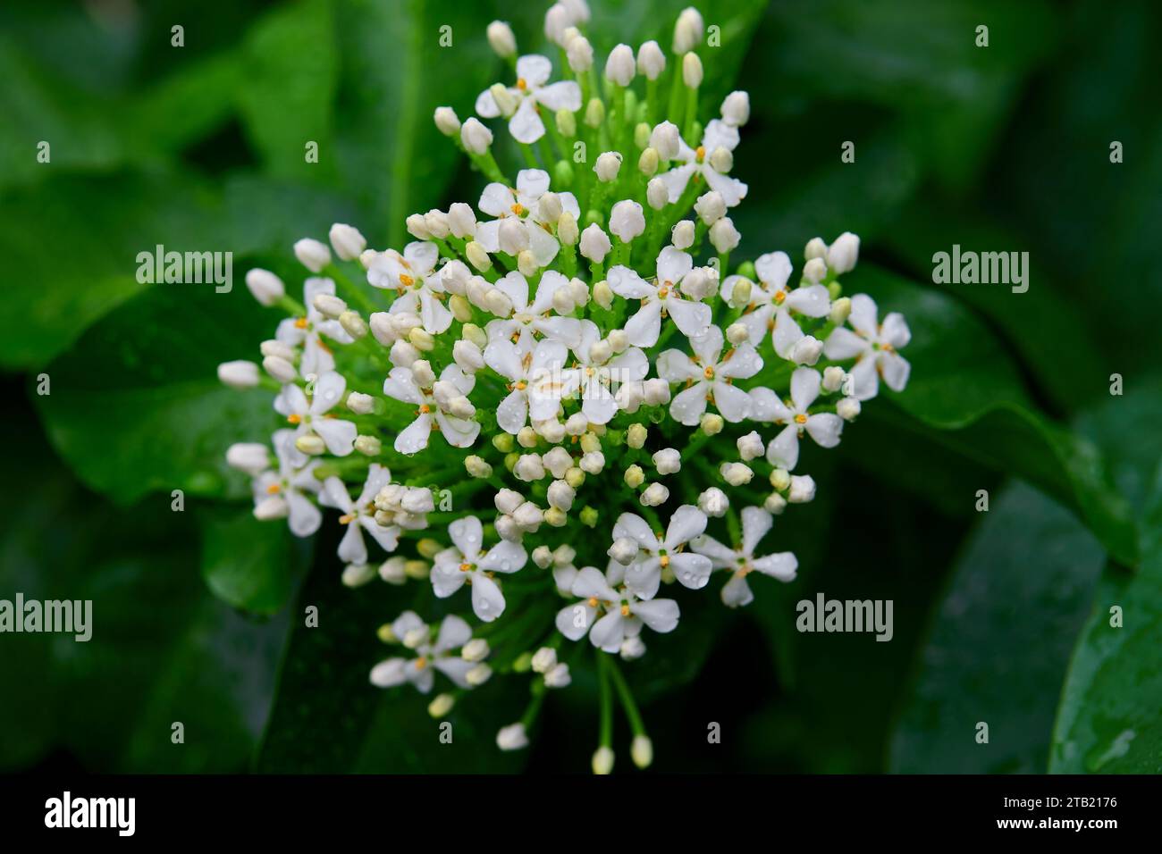 Close-up view of raindrops on white flower Stock Photo