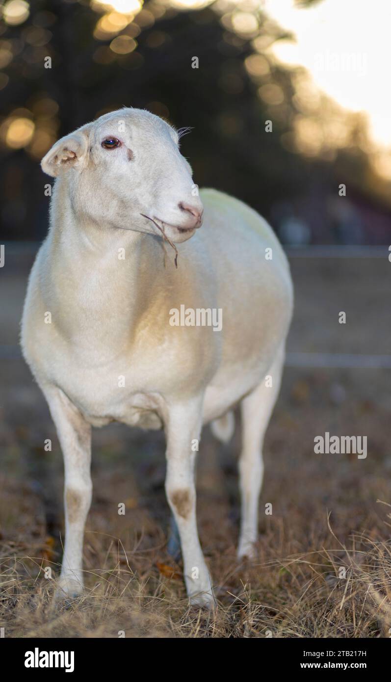 Fully grown Katahdin sheep ewe with straw in its mouth and the sun low