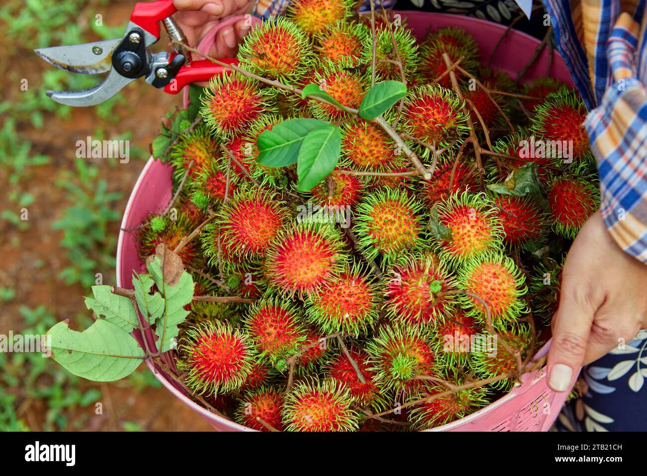 Rambutan leaves hi-res stock photography and images - Alamy