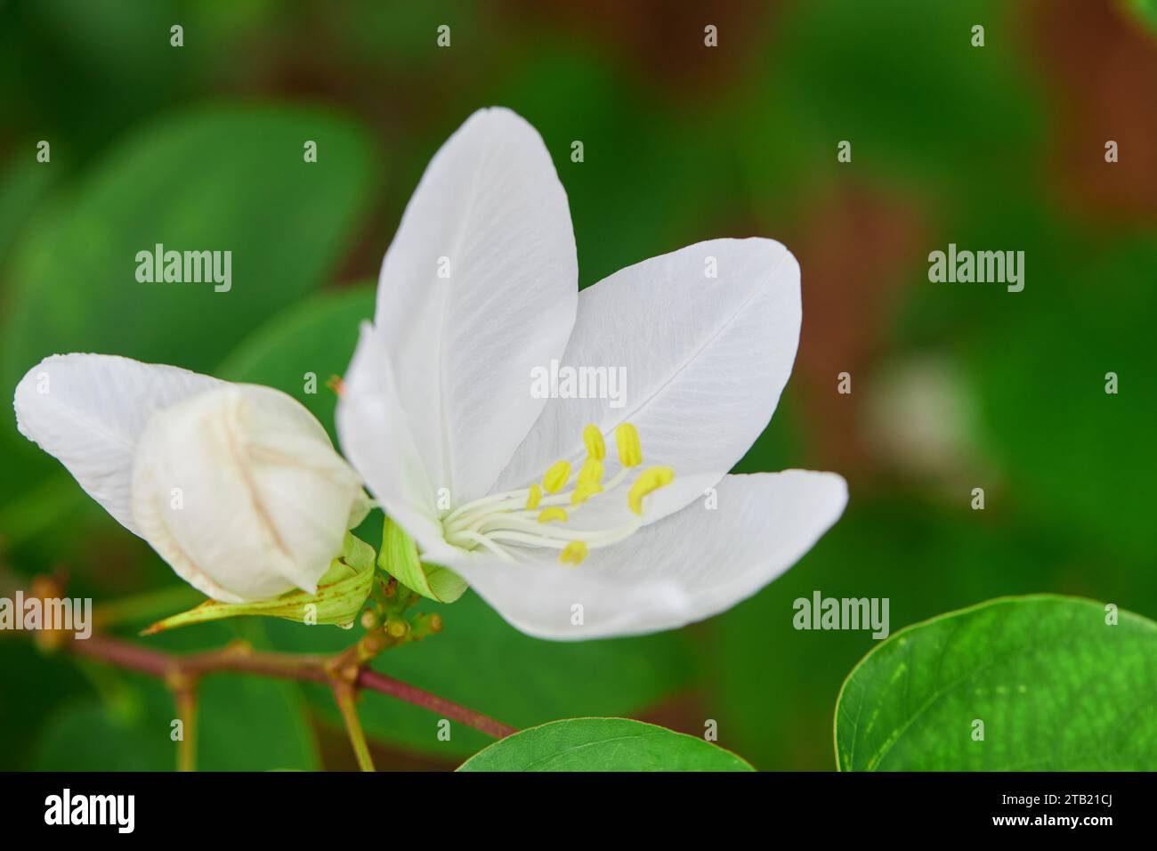 Close-up view of white Bauhinia x blakeana flower in bloom Stock Photo