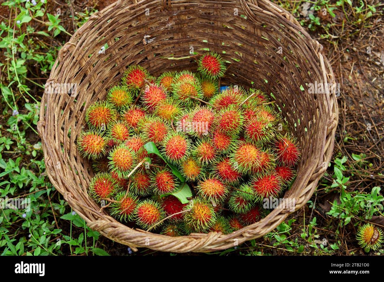 Rambutan in the garden hi-res stock photography and images - Alamy