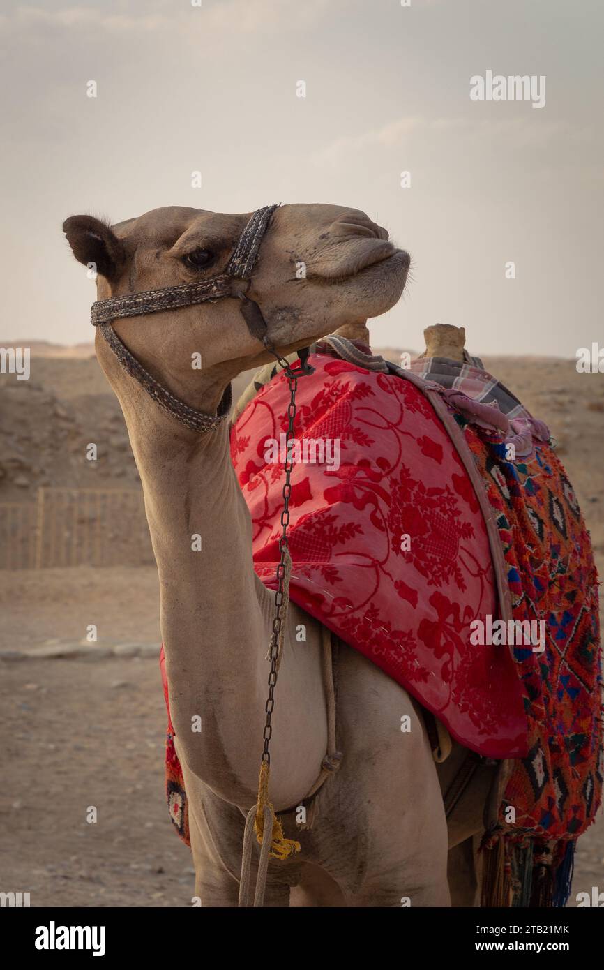 Camel wearing a harness and colorful fabrics in desert Stock Photo