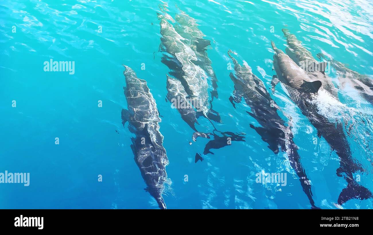 Dolphins swimming in Blue Water, Hawaii Stock Photo