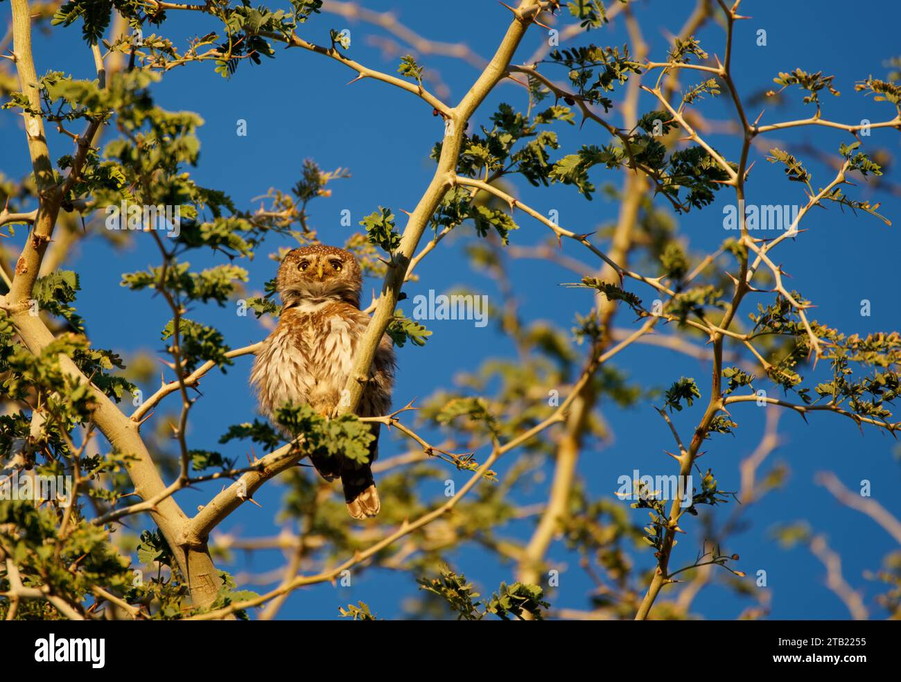 A Pearl-spotted Owlet calls to a mate from a tree Stock Photo