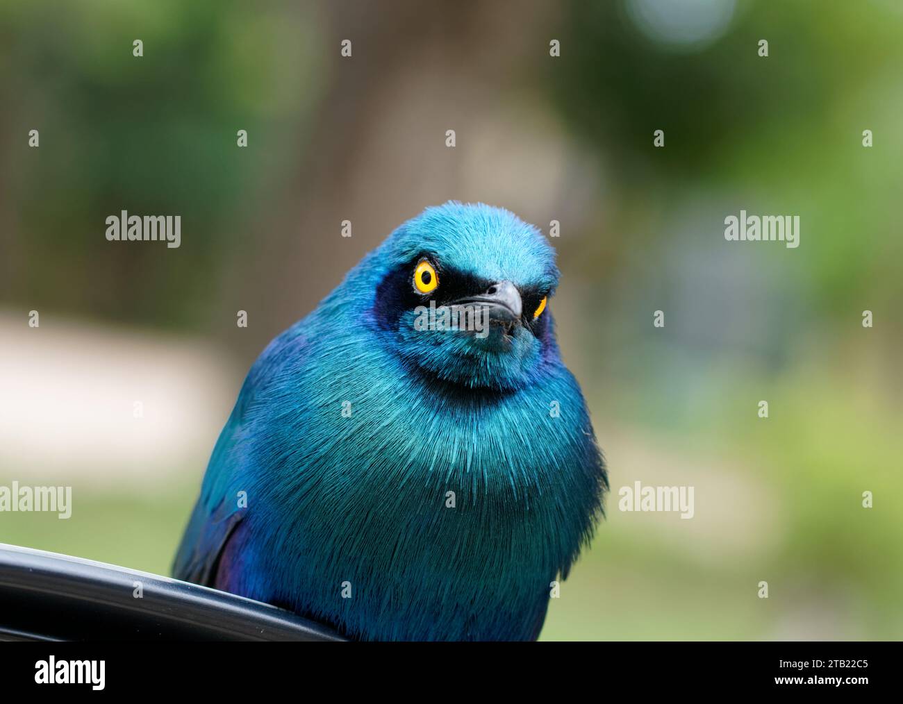 a Greater Blue-eared Starling sits on my mirror Stock Photo