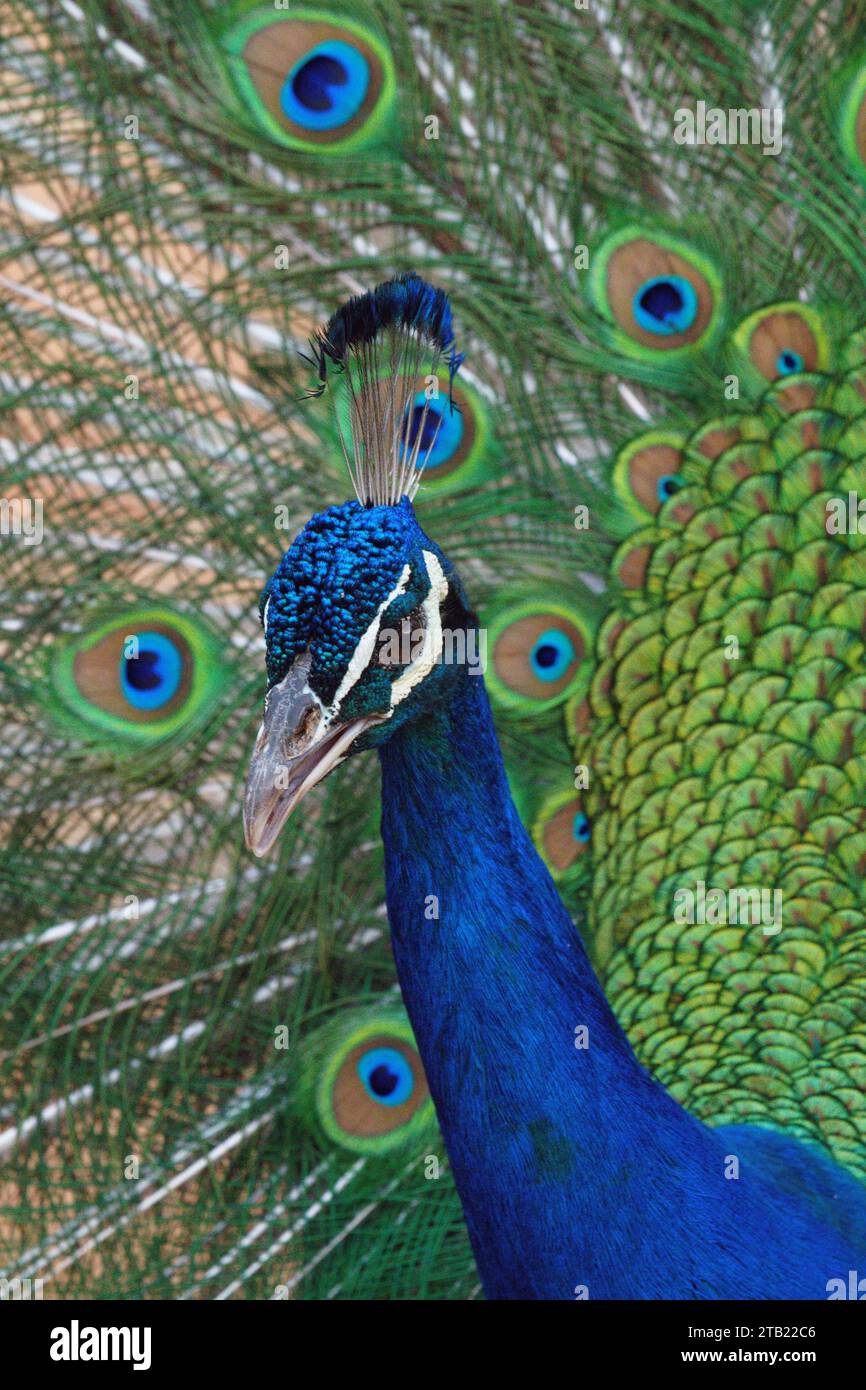 Wing struts hires stock photography and images Alamy