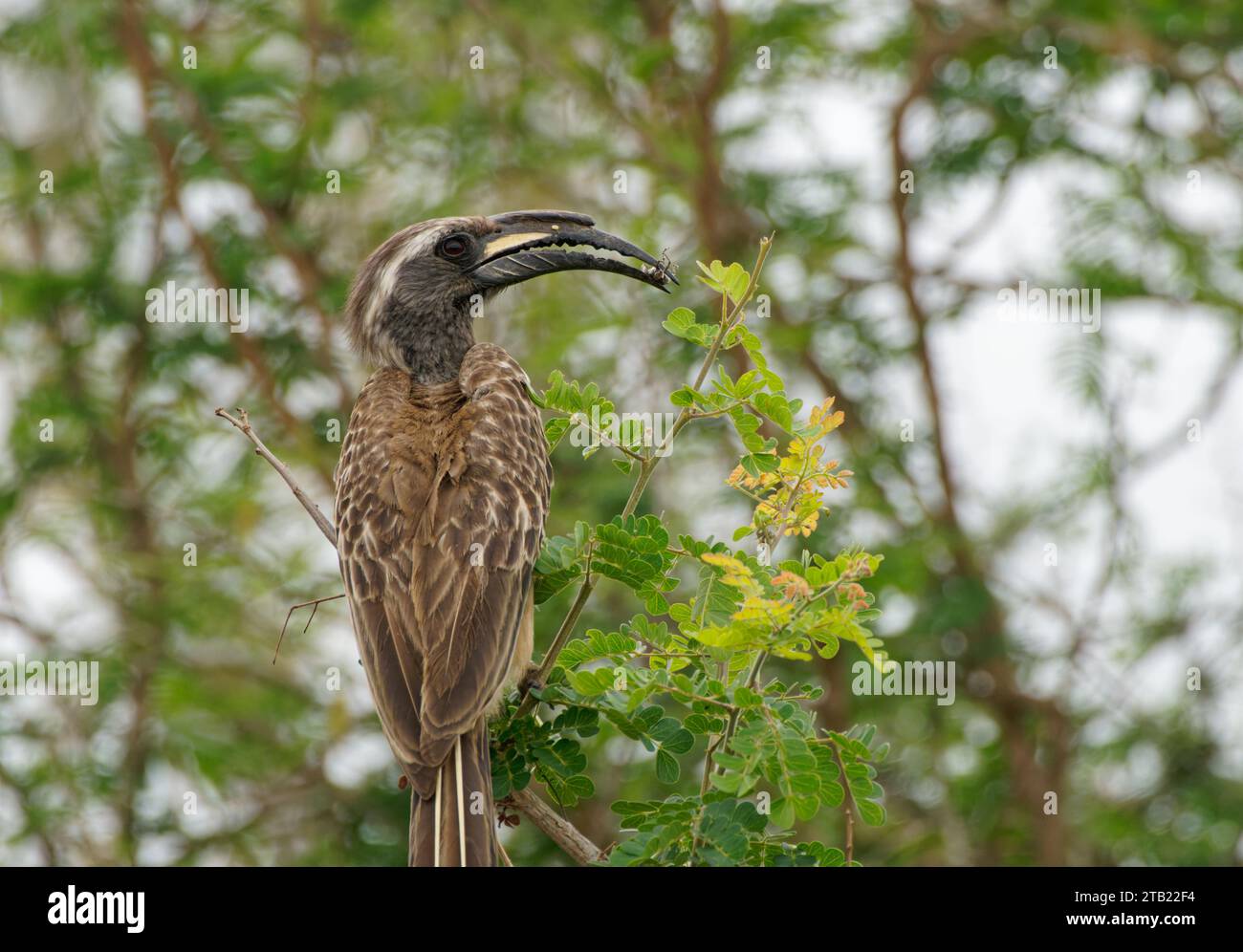 An African Gray Hornbill feeds on insects Stock Photo