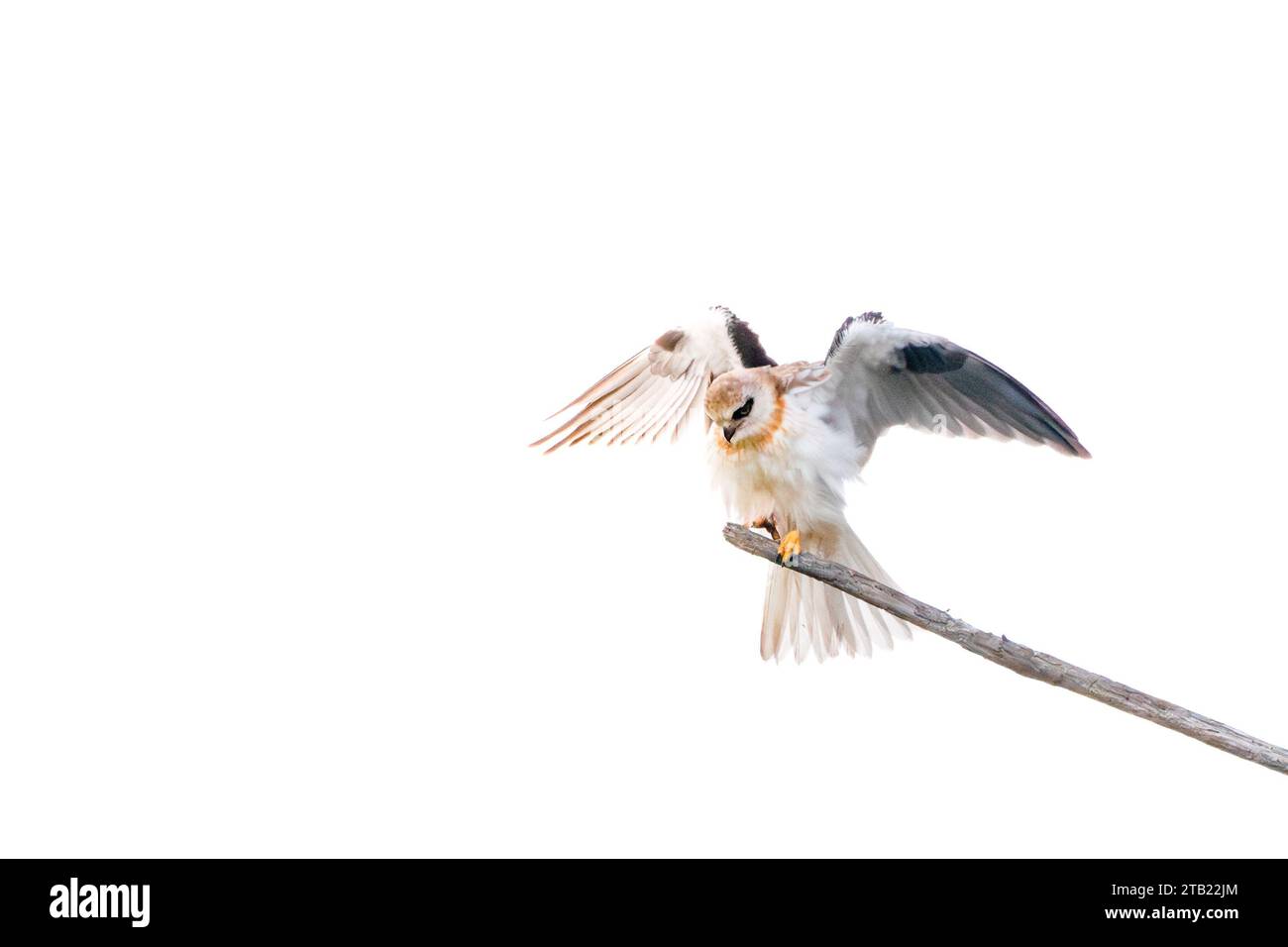 Black shouldered kite in Flight Against Clear Blue Sky Stock Photo