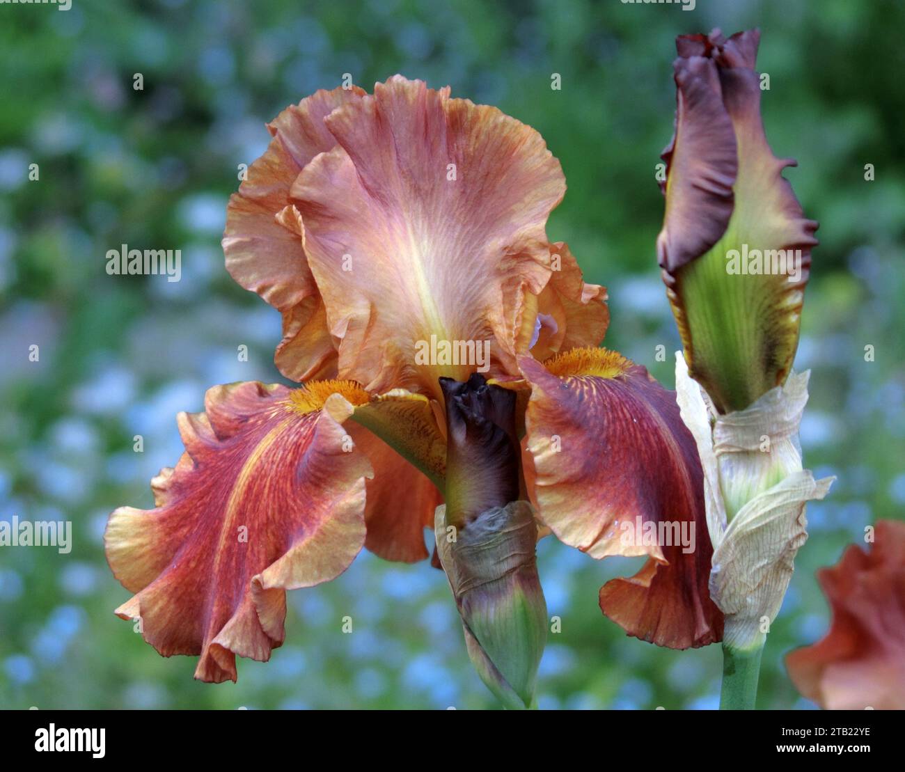 Iris germanica Bearded Iris cultivar Carnival Time Plant in Flower