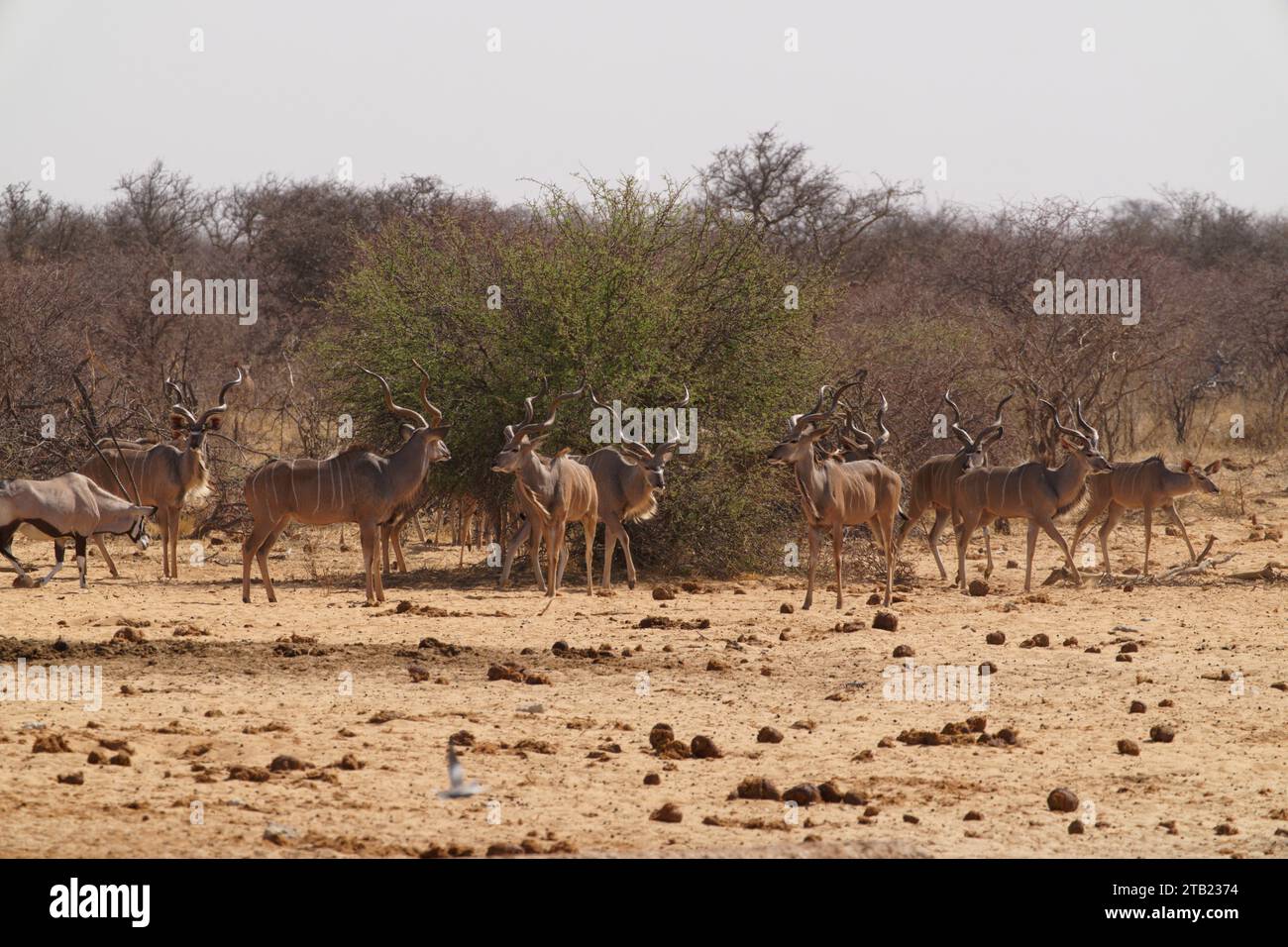 a herd of male Kudu approach a waterhole in Namibia Stock Photo