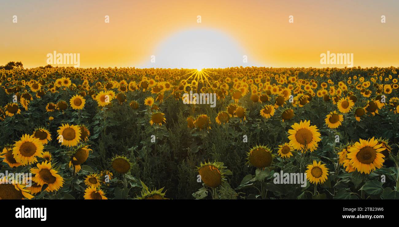 Sunflower Field at Sunrise with Golden Light Stock Photo - Alamy