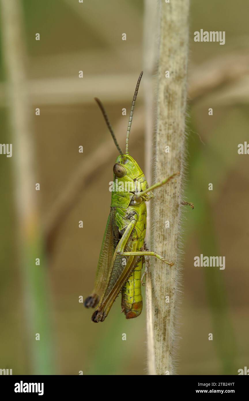 Natural vertical closeup on a male Common European meadow grasshopper, Pseudochorthippus parallelus Stock Photo