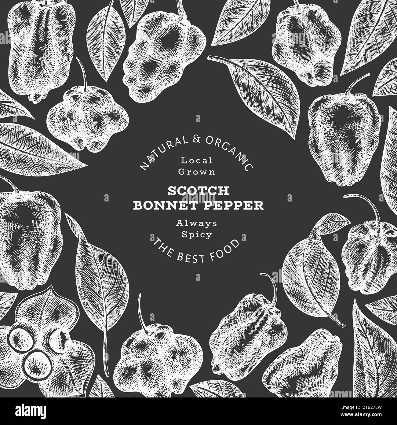 Hand drawn sketch style scotch bonnet pepper banner. Organic fresh