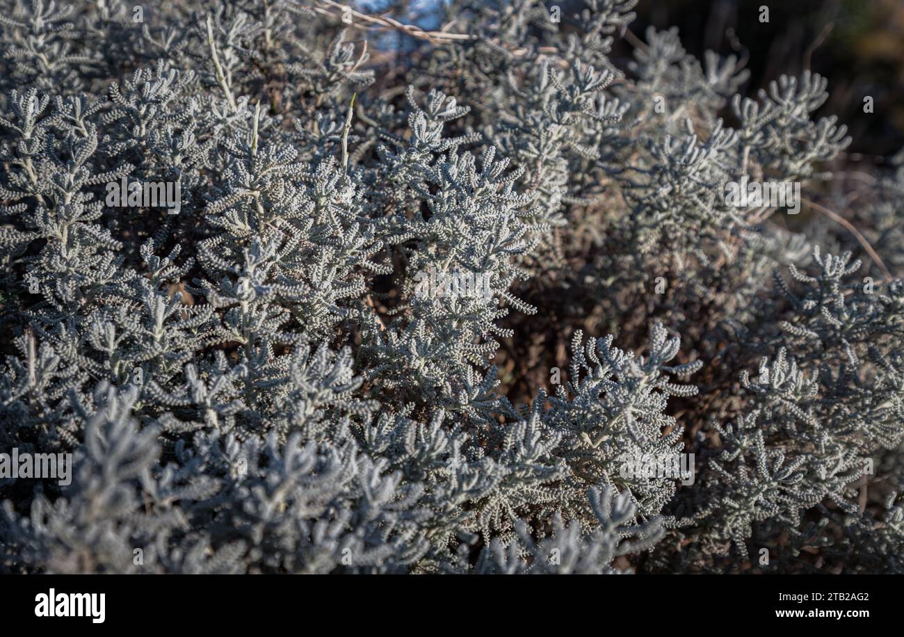 Gray Santolina or Cotton lavender (Santolina chamaecyparissus) Evergreen sub-shrub, with silver-grey dissected leaves growing. Silver corals miniature Stock Photo