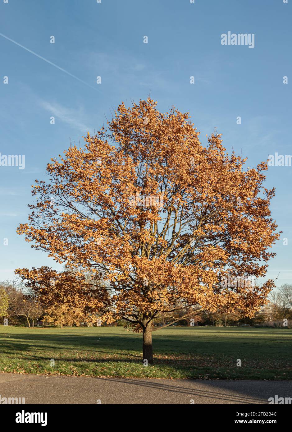 Fall sugar maple tree (Acer saccharum) or (Liquidambar formosana hance), The sugar maple or rock maple in full autumn colors, Formosan sweet gum, Frag Stock Photo