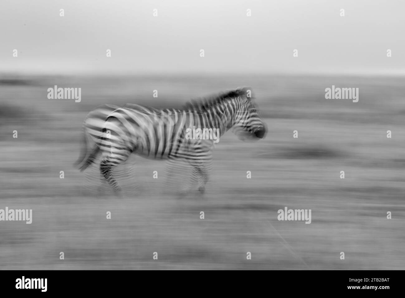 A creative motion blur zebra running. This is a creative shot while purposefully motion blurred. This is a black and white photo. Stock Photo