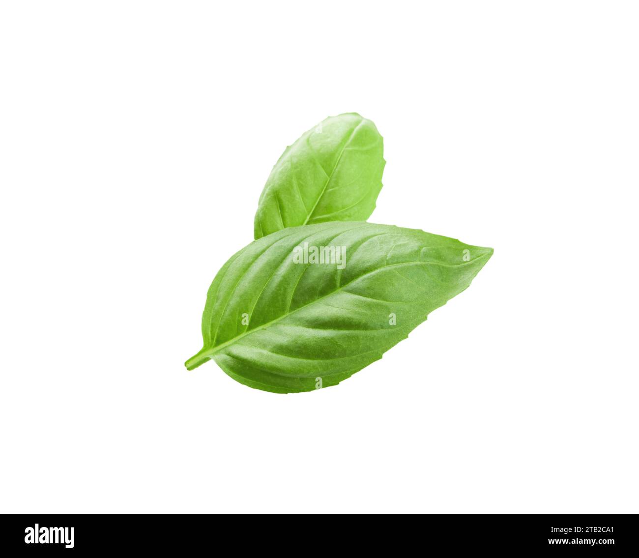 Basil isolated. Basil green fresh leaf flat lay isolated on white background. Few pieces or several slices. High resolution image. Can be used for sel Stock Photo