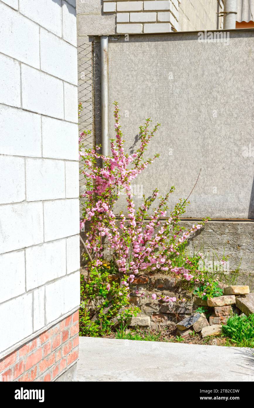 Bright flowering bush of Prunus triloba at backyard among achromatic surfaces of aerated concrete and cement in spring sunlight. Stock Photo
