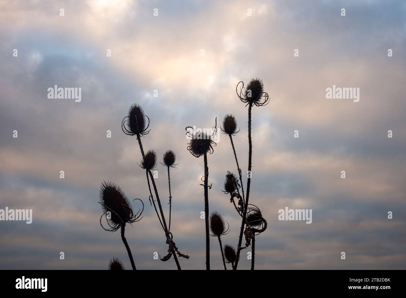thistles against the setting sun Stock Photo