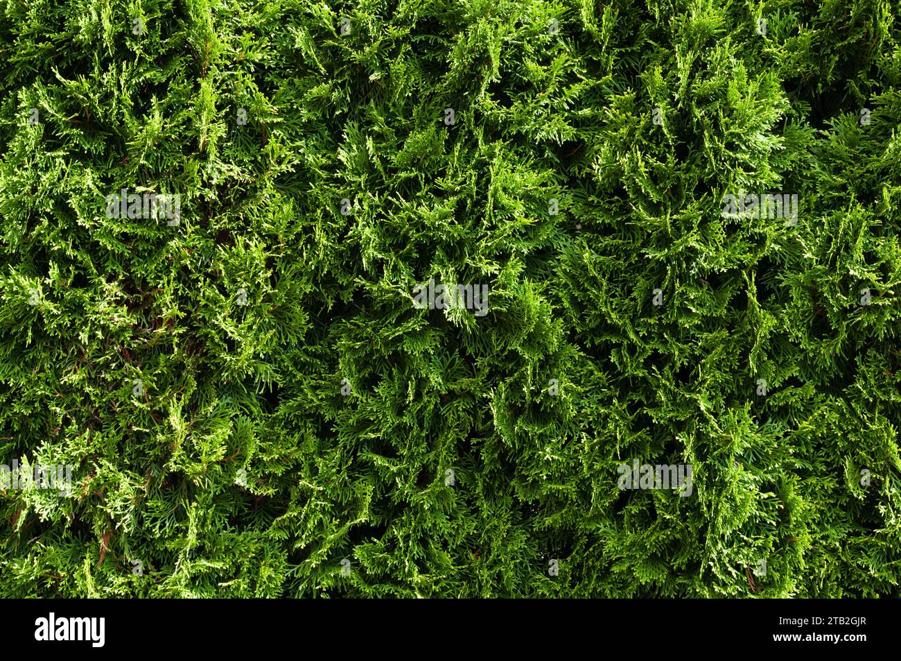 Lush green foliage backdrop hi-res stock photography and images - Alamy