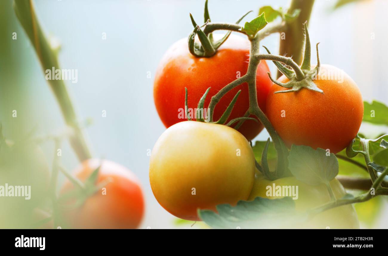 Branch with ripe tomatoes in a greenhouse Stock Photo - Alamy