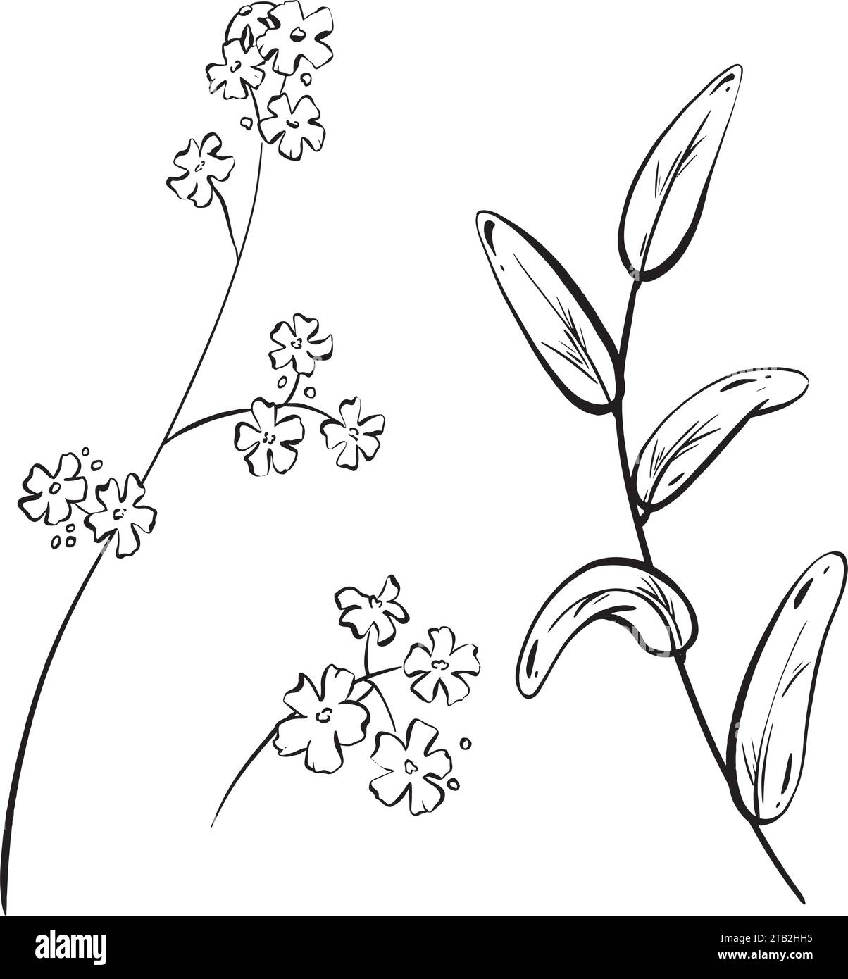 Ink: A collection of wildflowers. Hand-drawn field flowers and buds, along with a branch of forest herbs. Medicinal plants and decorative foliage Stock Vector