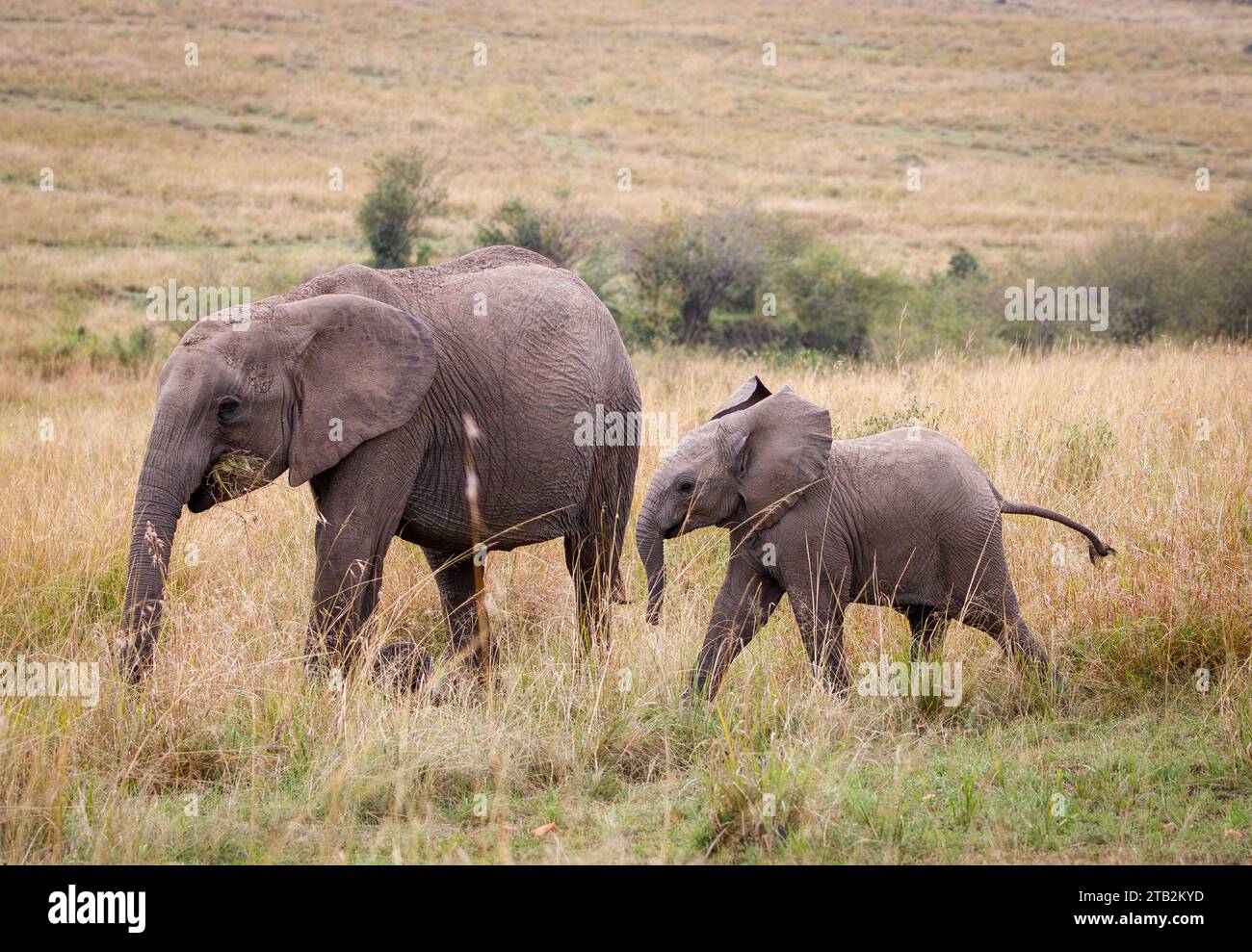 A photo of baby elephant and subadult elephant in open savannah in ...