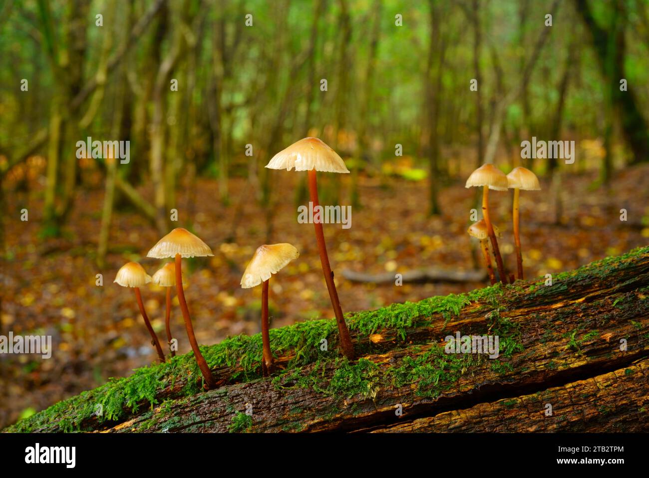 Woodland fungi hi-res stock photography and images - Alamy
