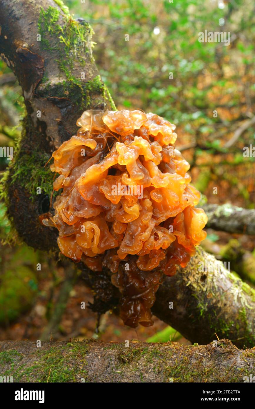 A type of Jelly fungus. Stock Photo