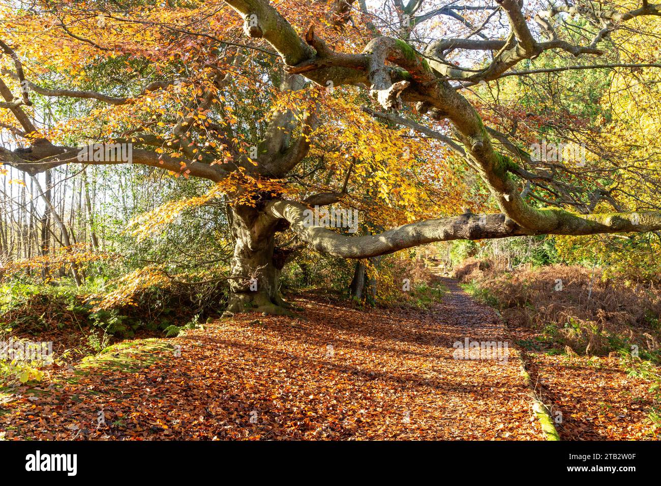 Autumn colours in Balgownie Wood near Culross ,Fife , SCotland Stock Photo