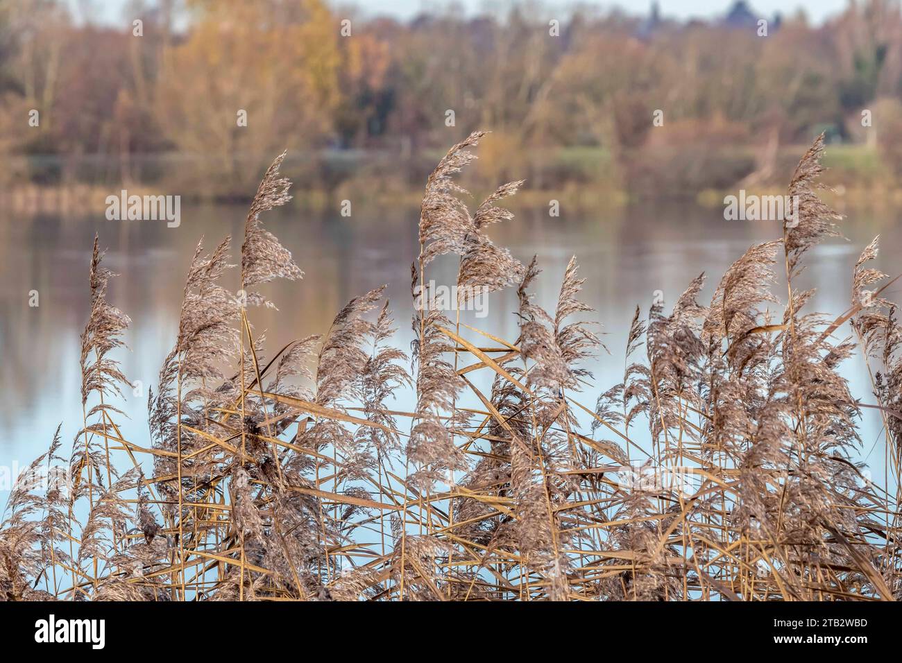 Winter secene of a lake with decidiouse trees reflecting in the still ...
