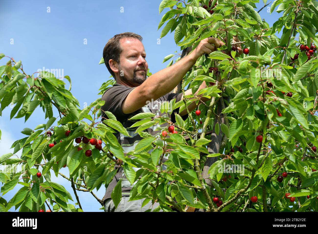 Claire and Pascal Crevel's fruit farm in Le Mesnil-sous-Jumieges (northern France): cherry picking in the Seine Valley. Man standing on a ladder picki Stock Photo