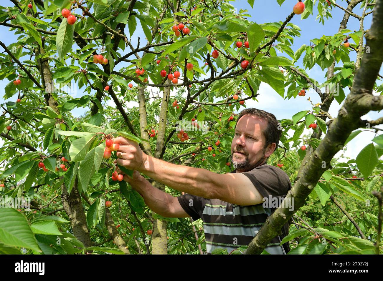Claire and Pascal Crevel's fruit farm in Le Mesnil-sous-Jumieges (northern France): cherry picking in the Seine Valley. Man standing on a ladder picki Stock Photo