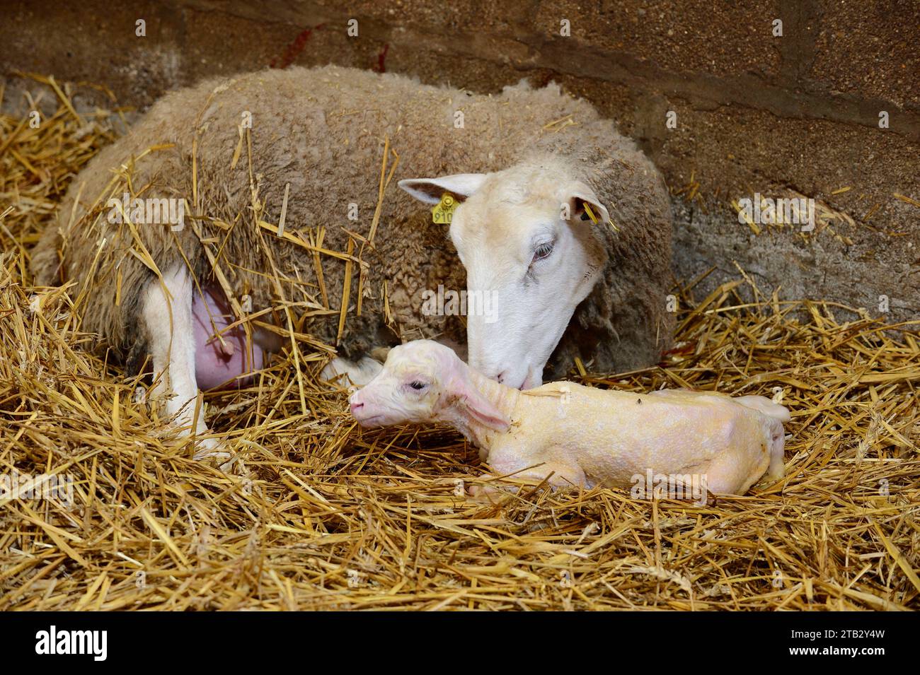 Sheep Farming Ewes In Lambing Period Giving Birth To Lambs Ewe Sheep Farming Ewes In Lambing Period Giving Birth To Lambs Ewe