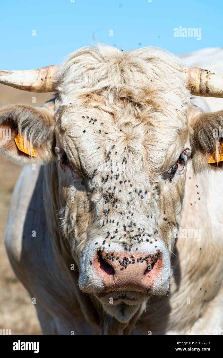 Cow in a field in summer Charolais cow head and eye infested with