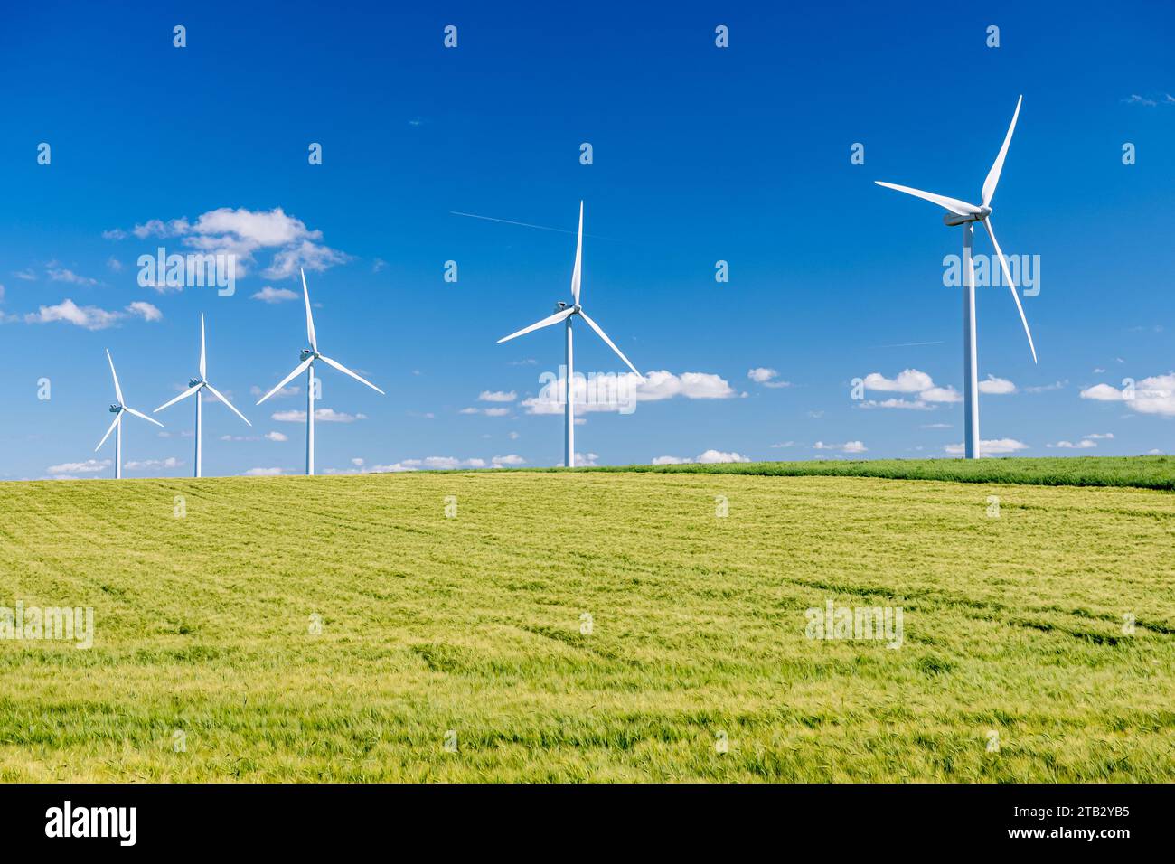 Wind farm: wind turbines in the middle of cultivated fields. Five wind turbines in a row. Field of bere Stock Photo