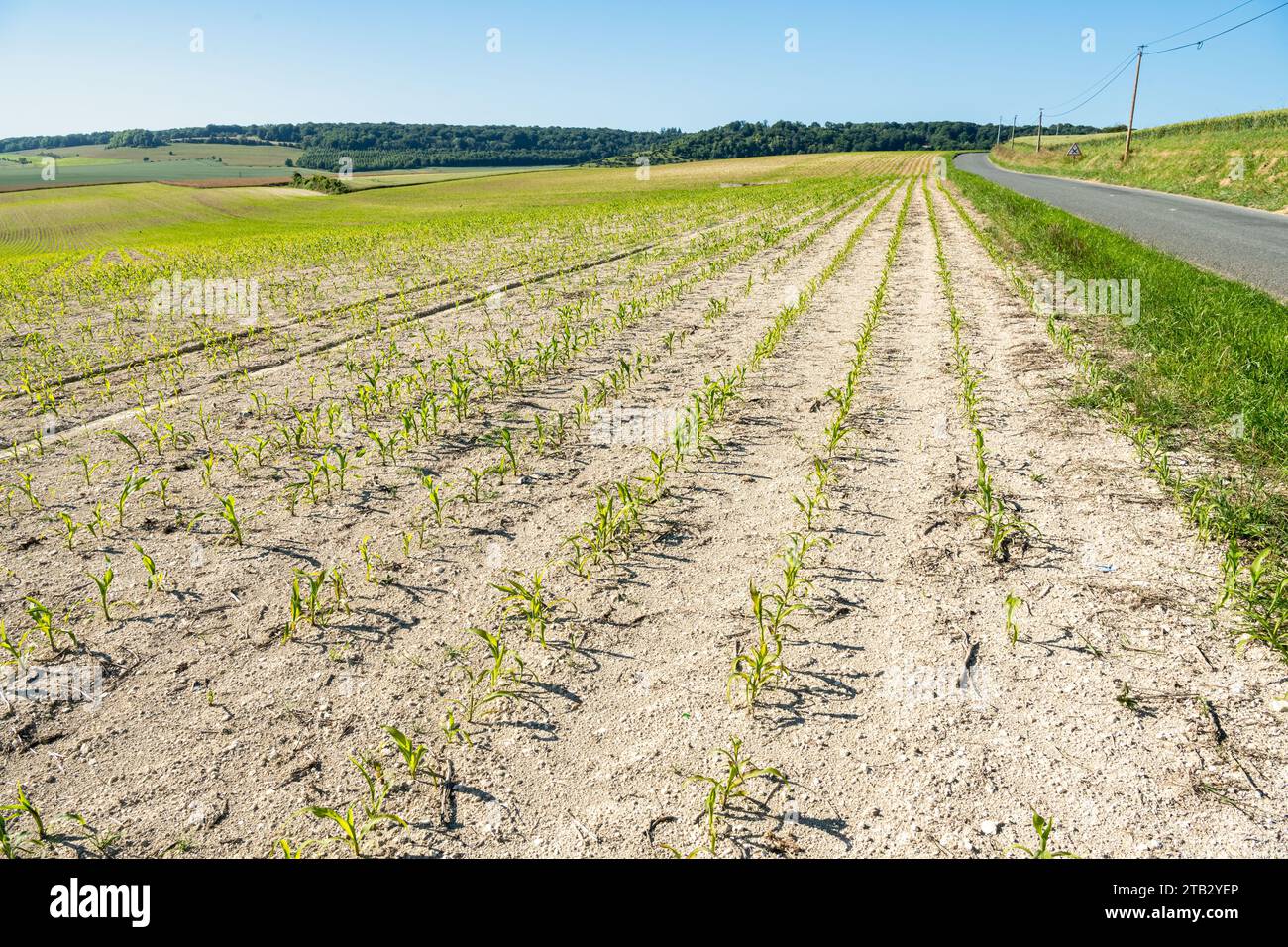 Corn field affected by drought, delayed crop growth in late spring
