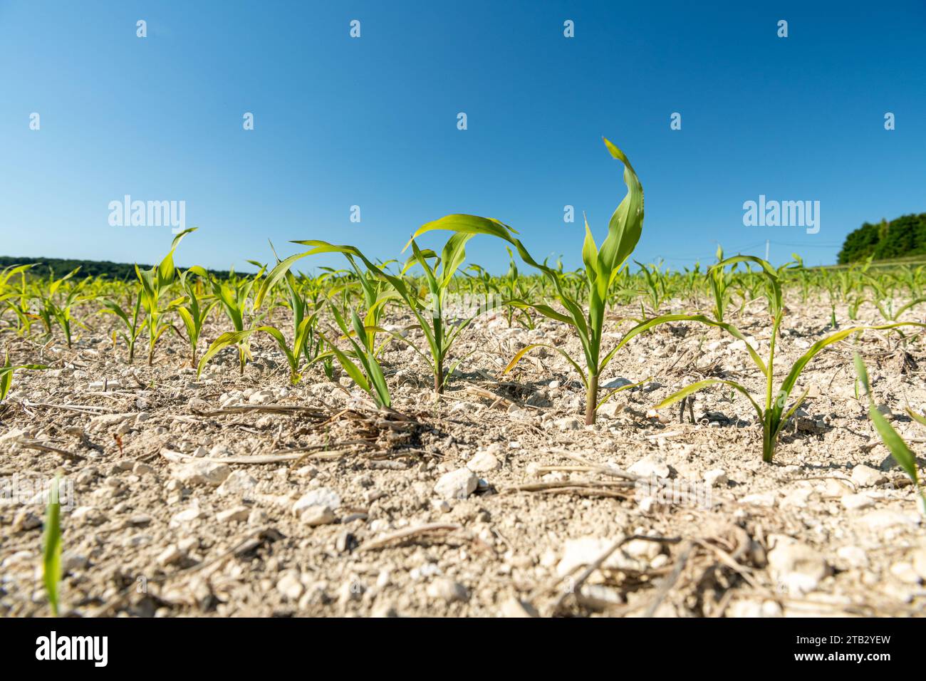 Corn field affected by drought, growth delayed in late spring. Corn