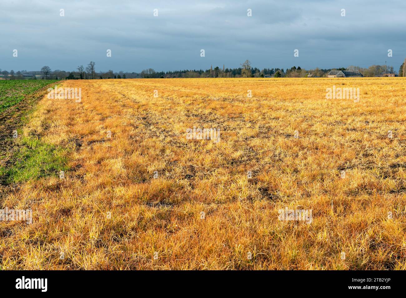 Field with orange vegetation after application of glyphosate weedkiller Stock Photo