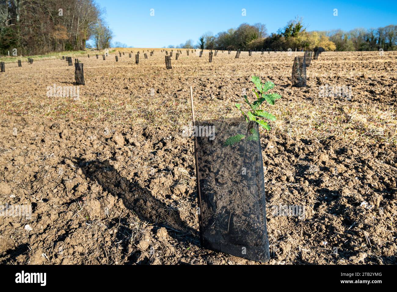 Oak seedlings on a farm plot. Shrubs surrounded by a protective mesh against damage caused by game, in Saint-Germain-des-Essourts (northern France) Stock Photo