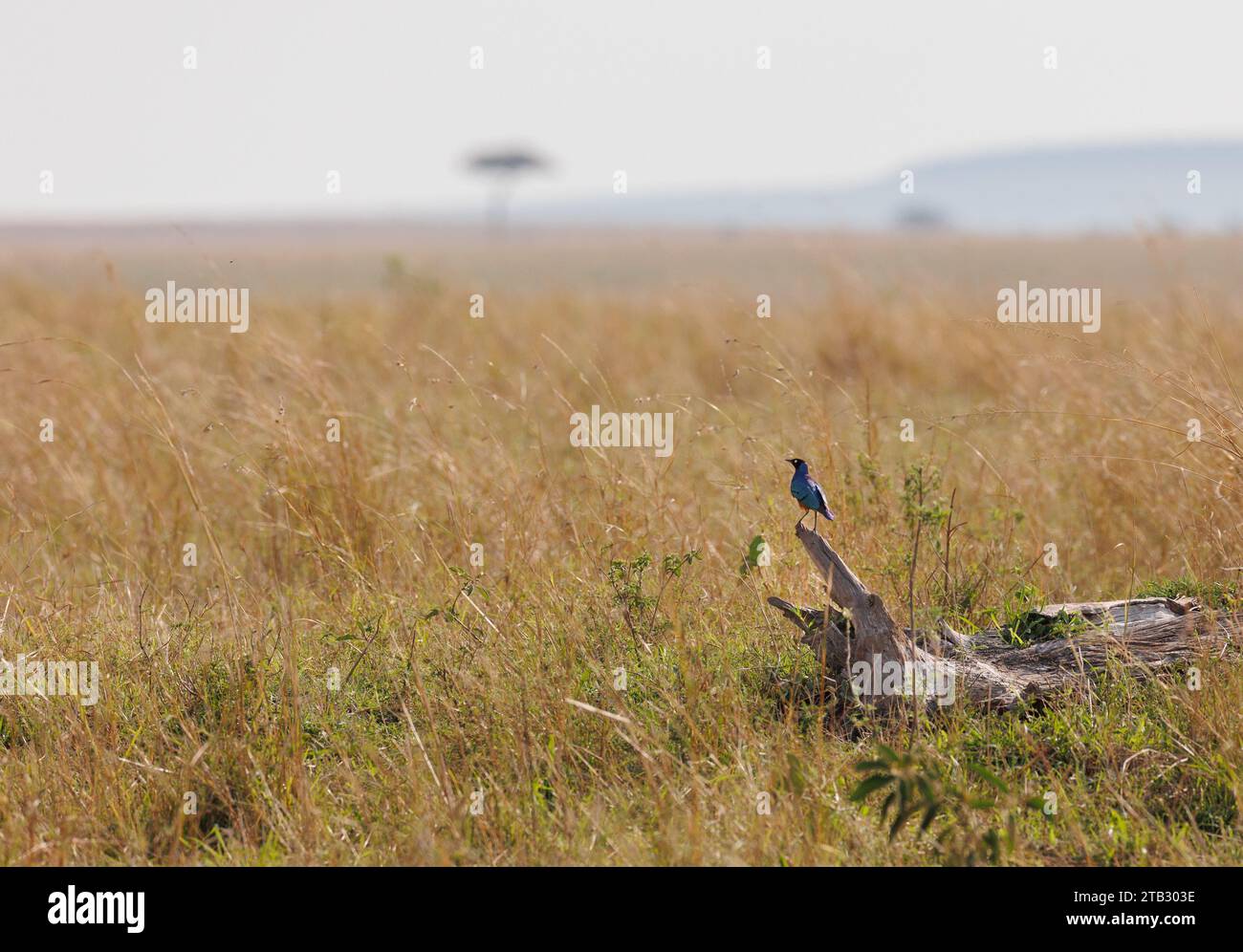 A photo of a superb starling perched on a fallen tree branch in Masai Mara Kenya overlooking the open savannah Stock Photo
