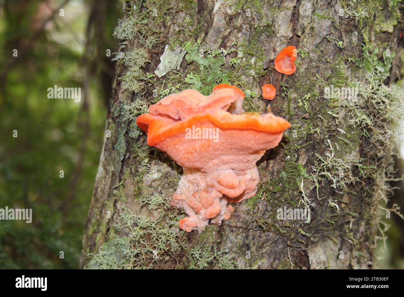 closeup of a group of Tyromyces pulcherrimus, strawberry bracket on a tree Stock Photo