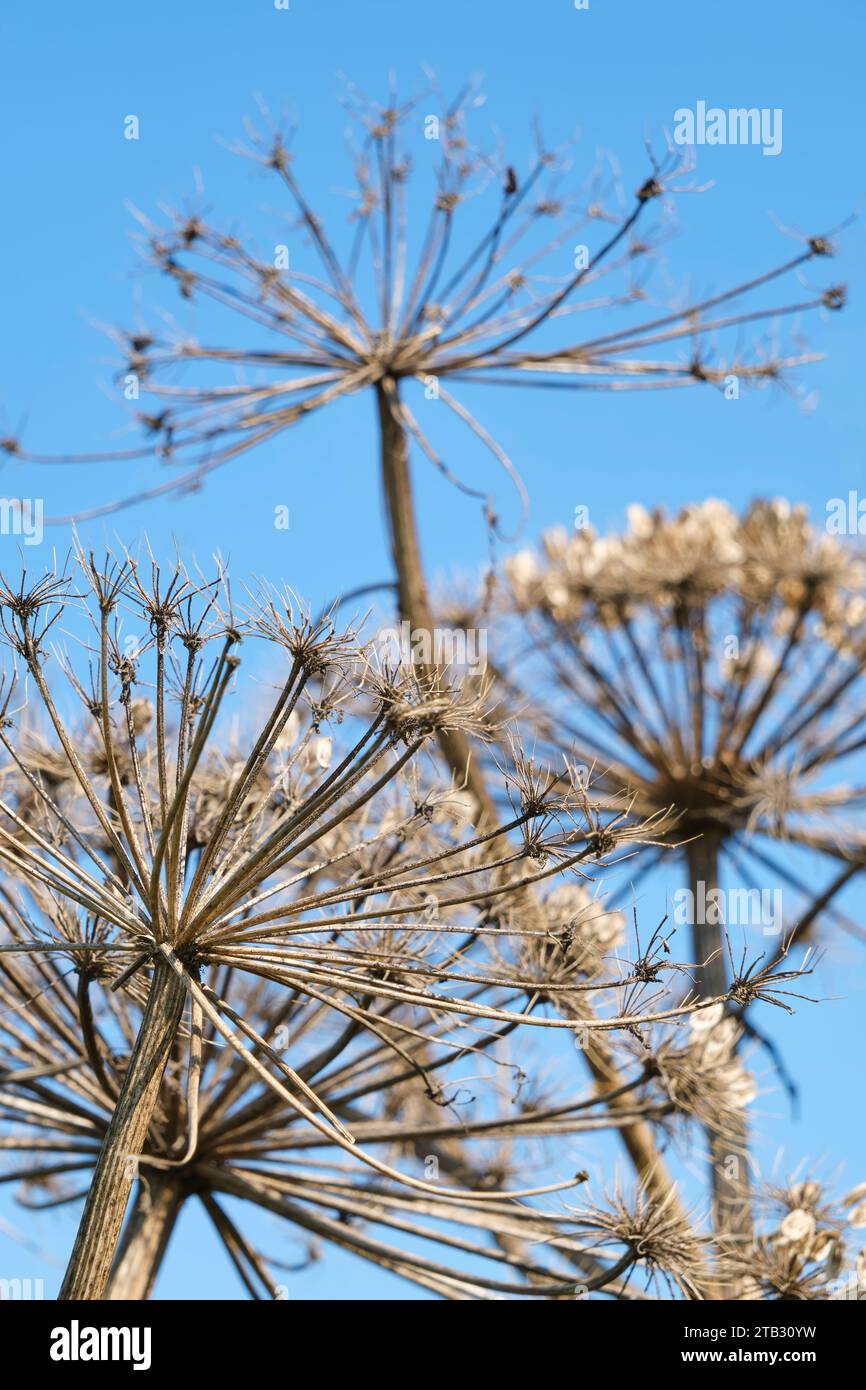 Closeup of brown, dry and spent Hogweed or Heracleum sphondylium  flower heads against a blue sky in late summer. Stock Photo