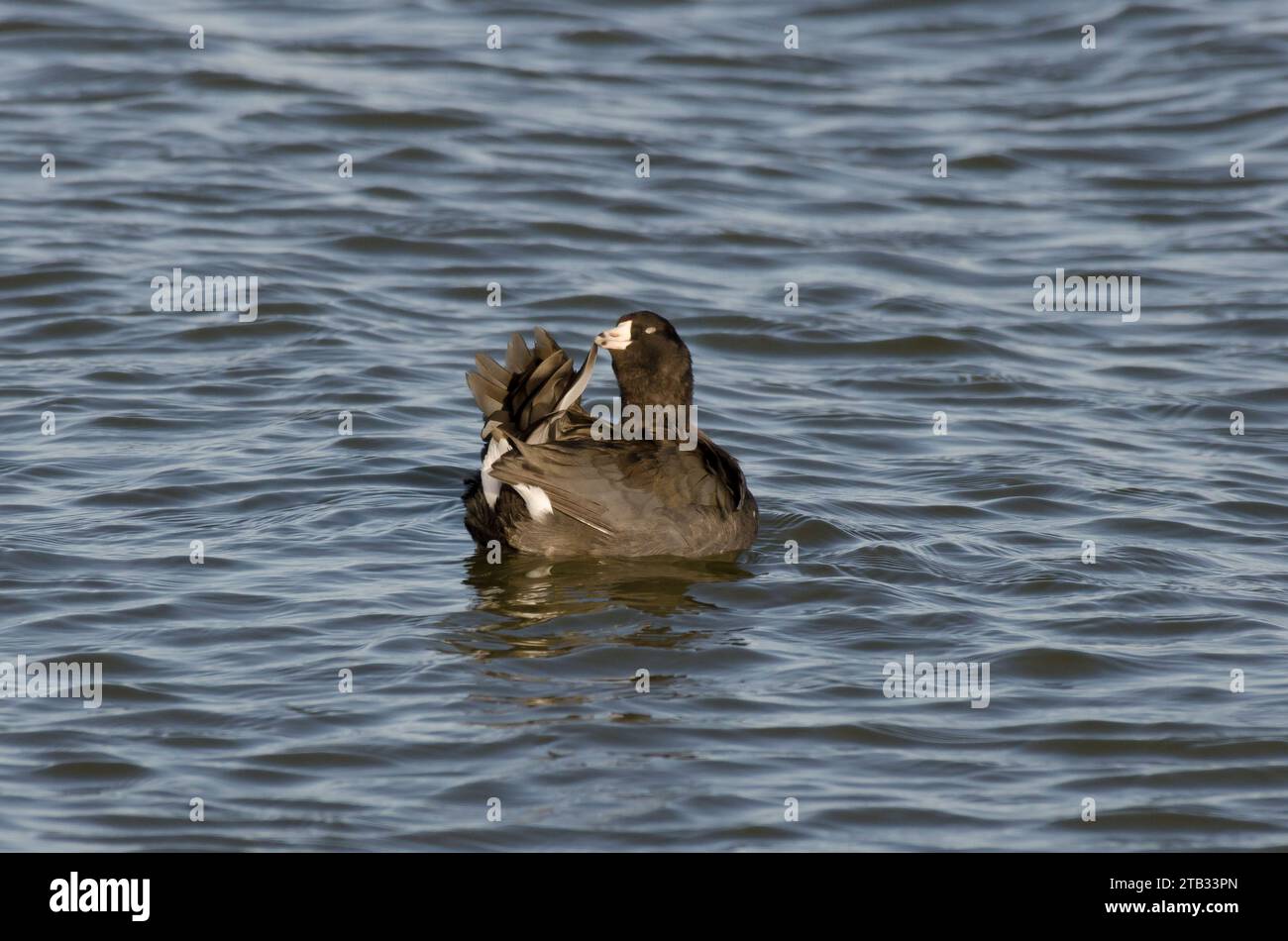 American Coot, Fulica americana, preening Stock Photo