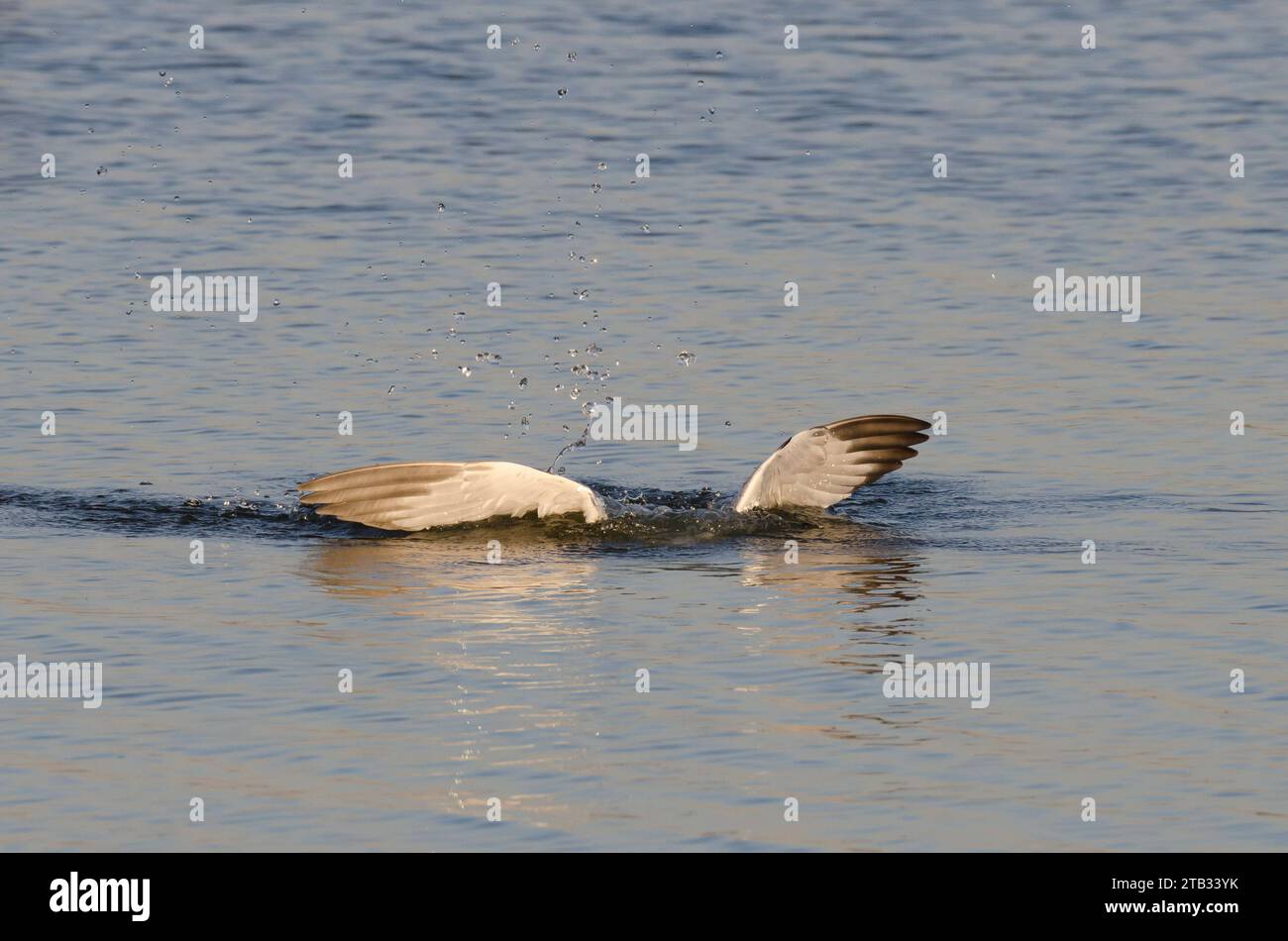 Ring-billed Gull, Larus delawarensis, plunging for prey Stock Photo