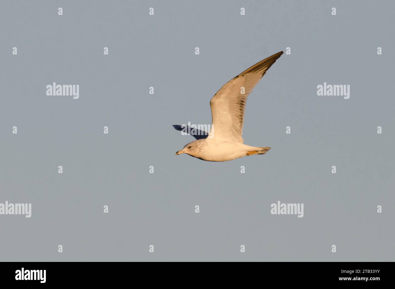 Ring-billed Gull, Larus delawarensis, in flight in early morning light Stock Photo