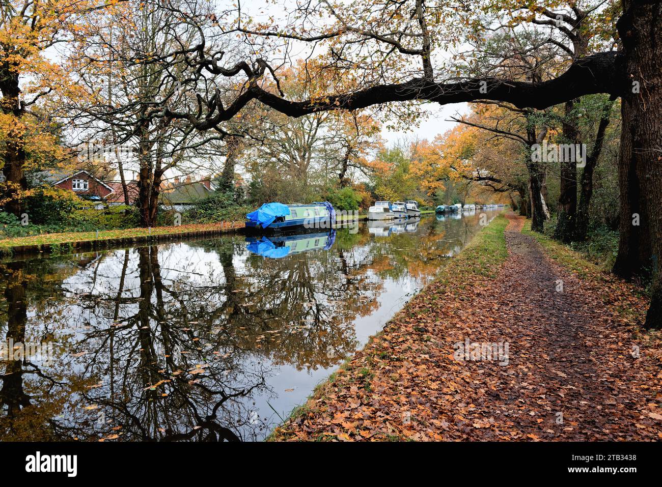 Autumnal colours on the River Wey Navigation canal at New Haw Surrey England UK Stock Photo